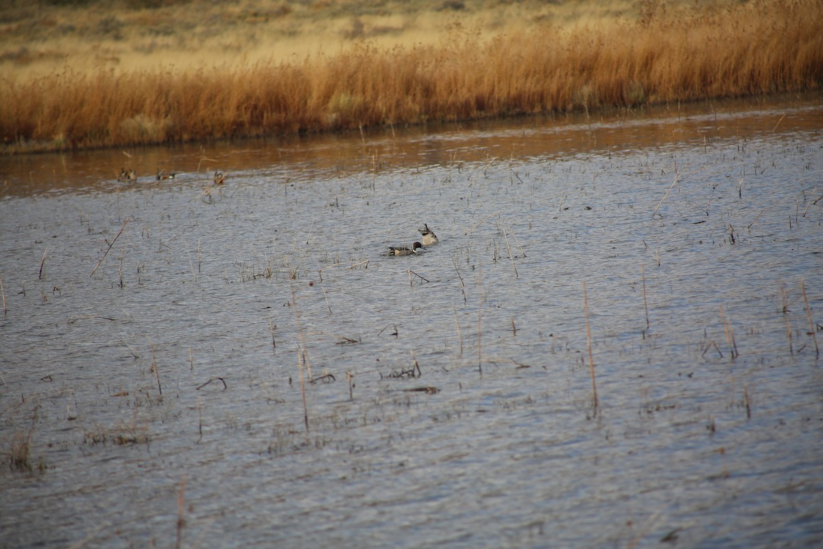 尖尾鴨 - ML625848452