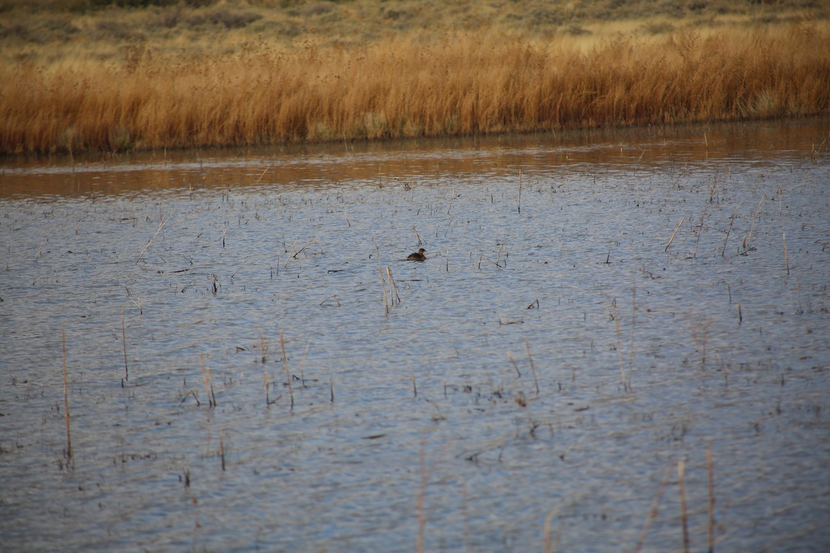 Pied-billed Grebe - ML625848455