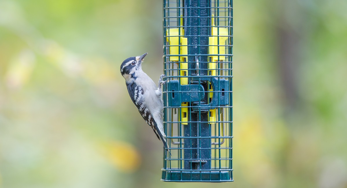 Downy Woodpecker (Eastern) - ML625848462