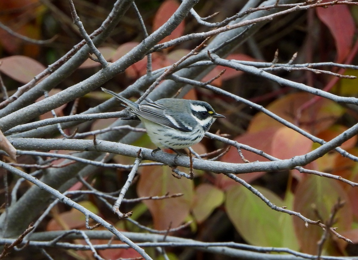 Black-throated Gray Warbler - ML625848512
