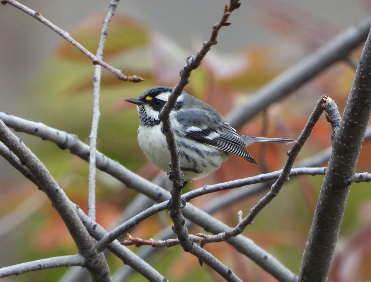Black-throated Gray Warbler - ML625848513
