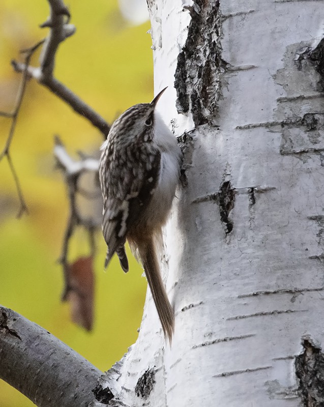 Brown Creeper - ML625848618