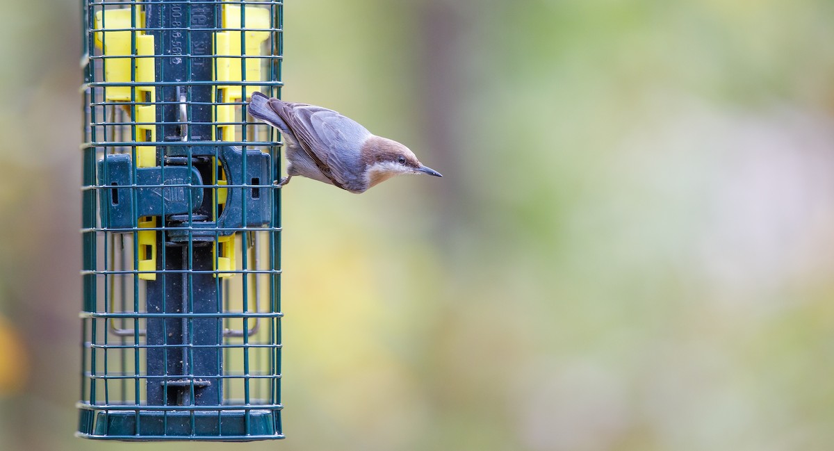 Brown-headed Nuthatch - ML625848640