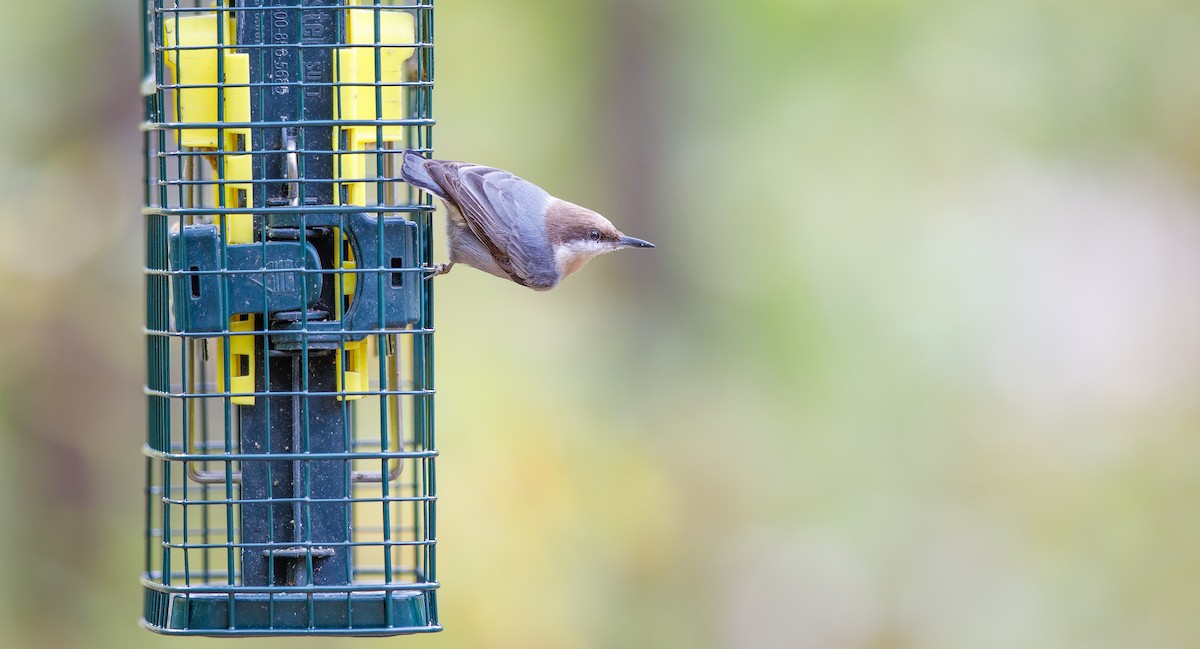 Brown-headed Nuthatch - ML625848708