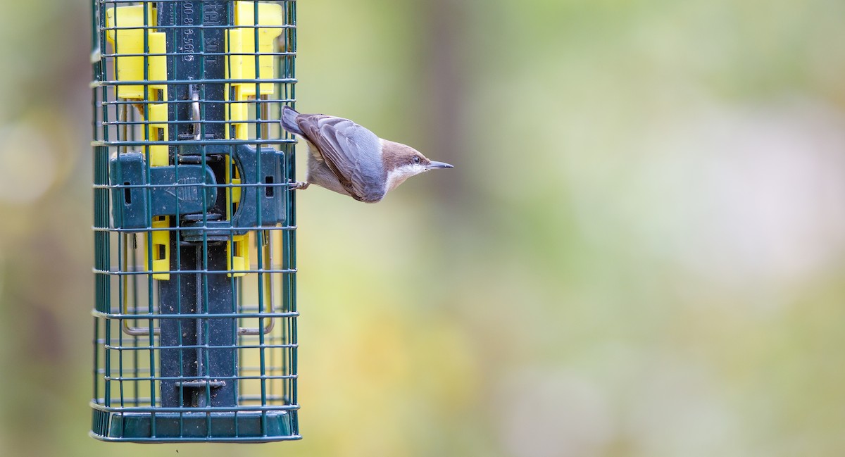 Brown-headed Nuthatch - ML625848799