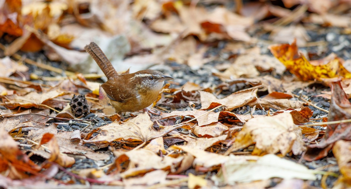 Carolina Wren (Northern) - ML625848887