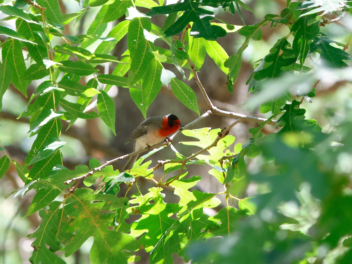 Red-faced Warbler - ML625849028