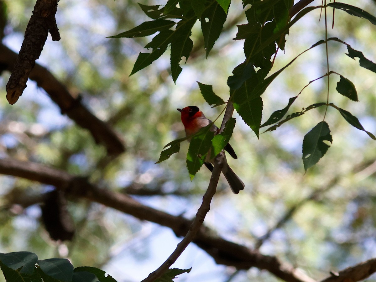 Red-faced Warbler - ML625849029