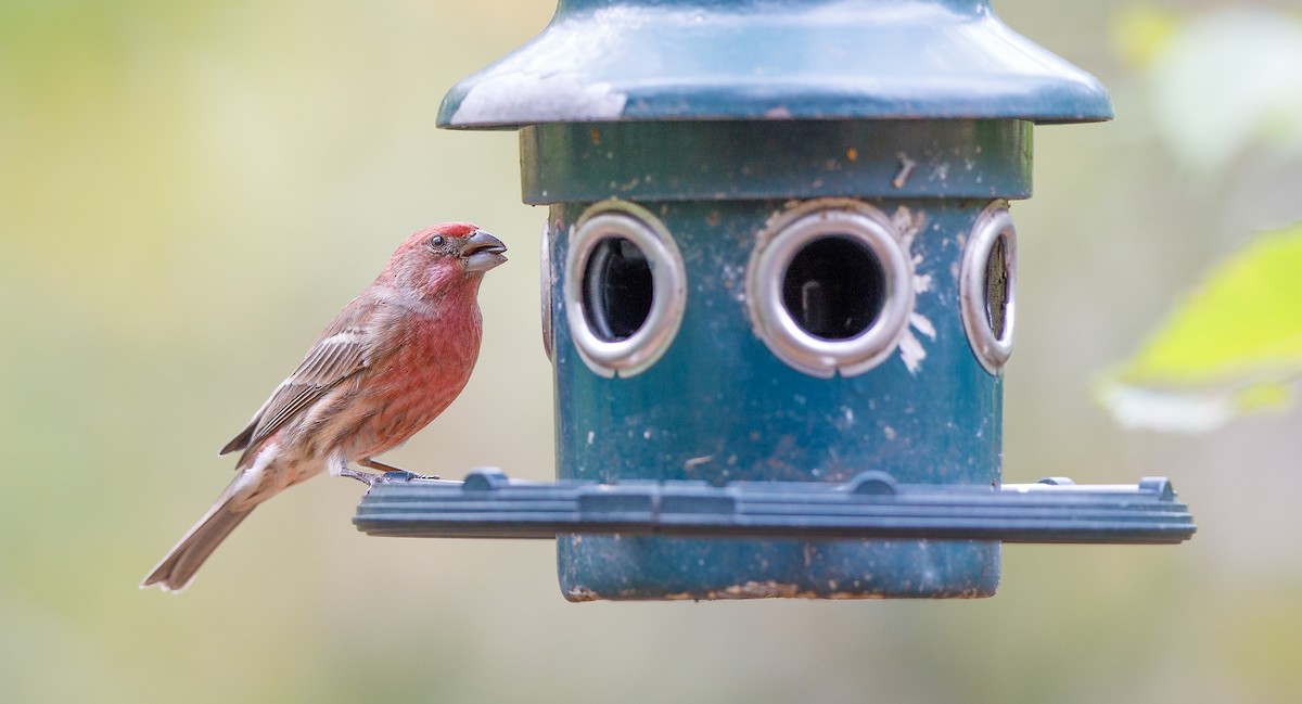 House Finch (Common) - ML625849056