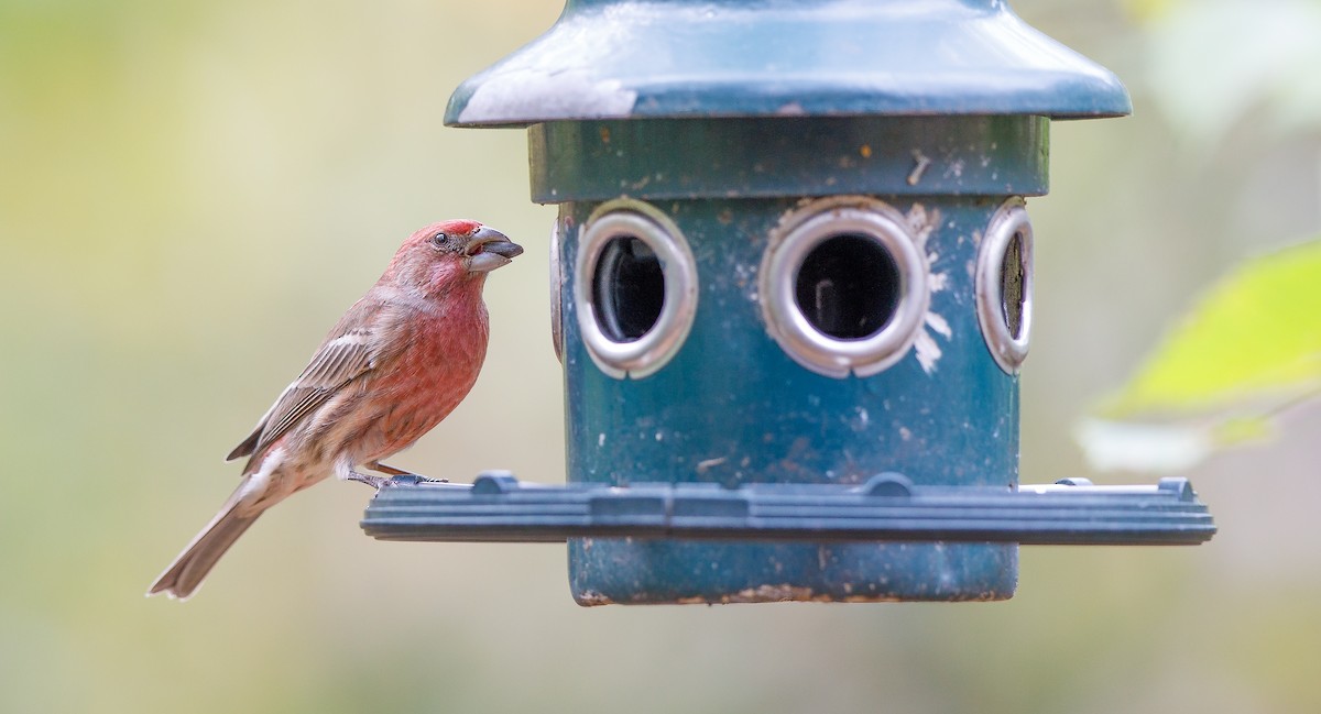 House Finch (Common) - ML625849076