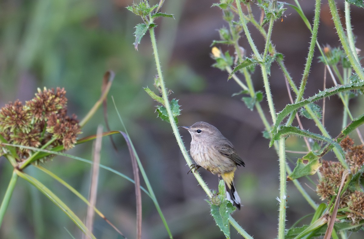 Palm Warbler - ML625849092