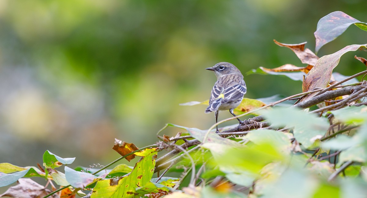 Yellow-rumped Warbler (Myrtle) - ML625849165