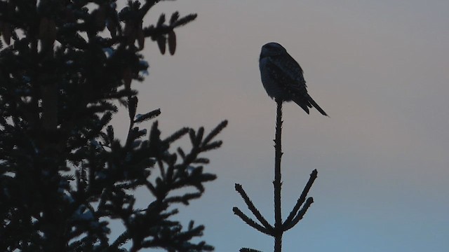 Northern Hawk Owl - ML625849250