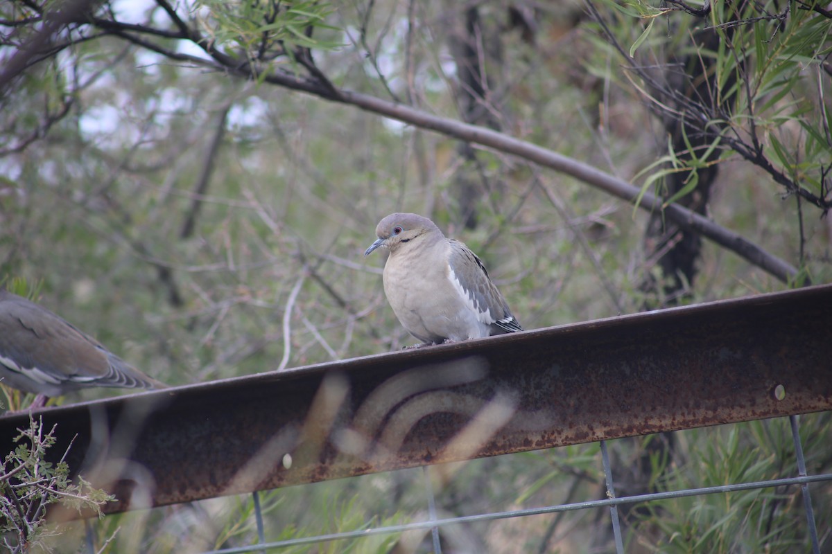 White-winged Dove - ML625849288