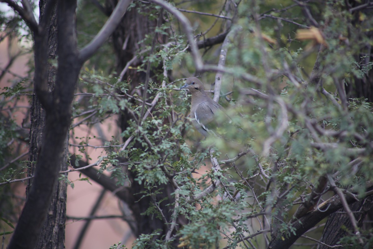 White-winged Dove - ML625849290