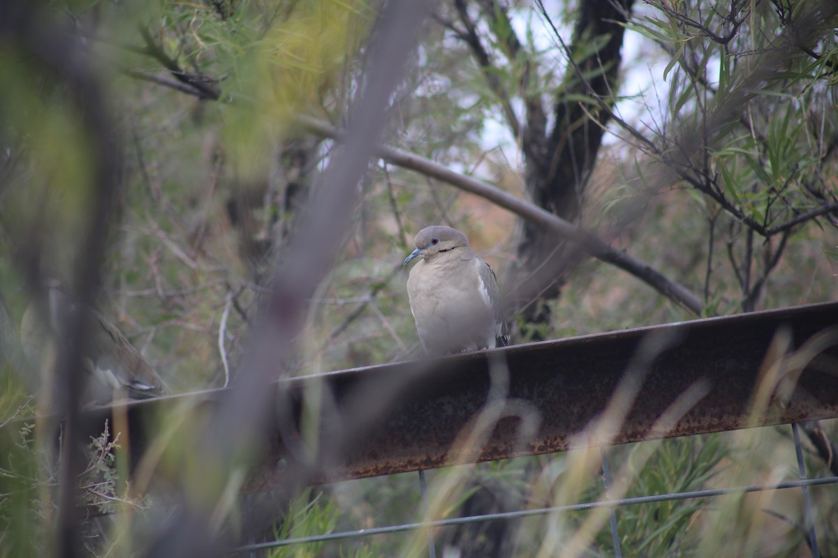 White-winged Dove - ML625849291