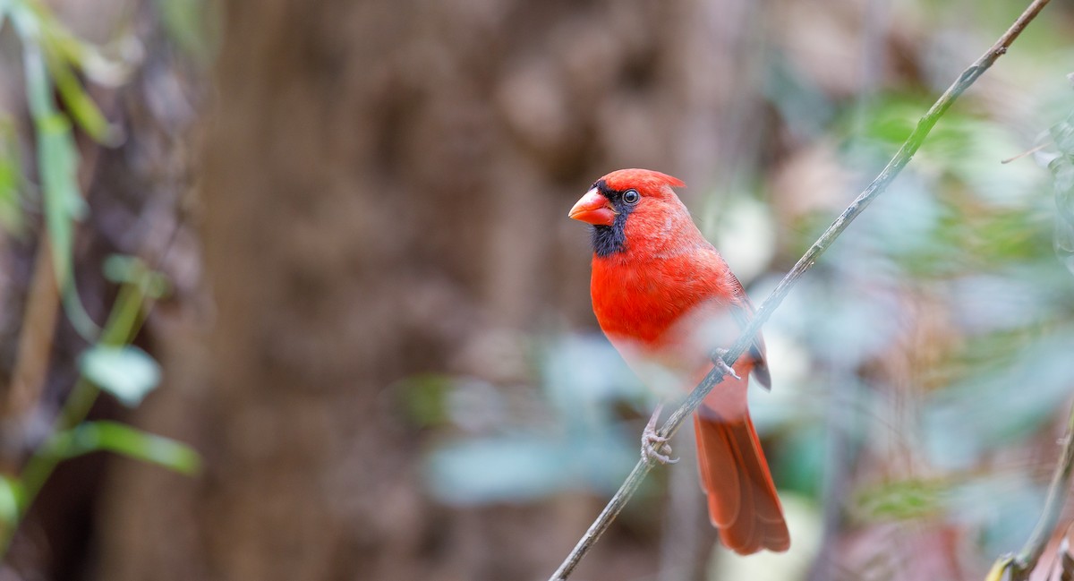 Northern Cardinal (Common) - ML625849295