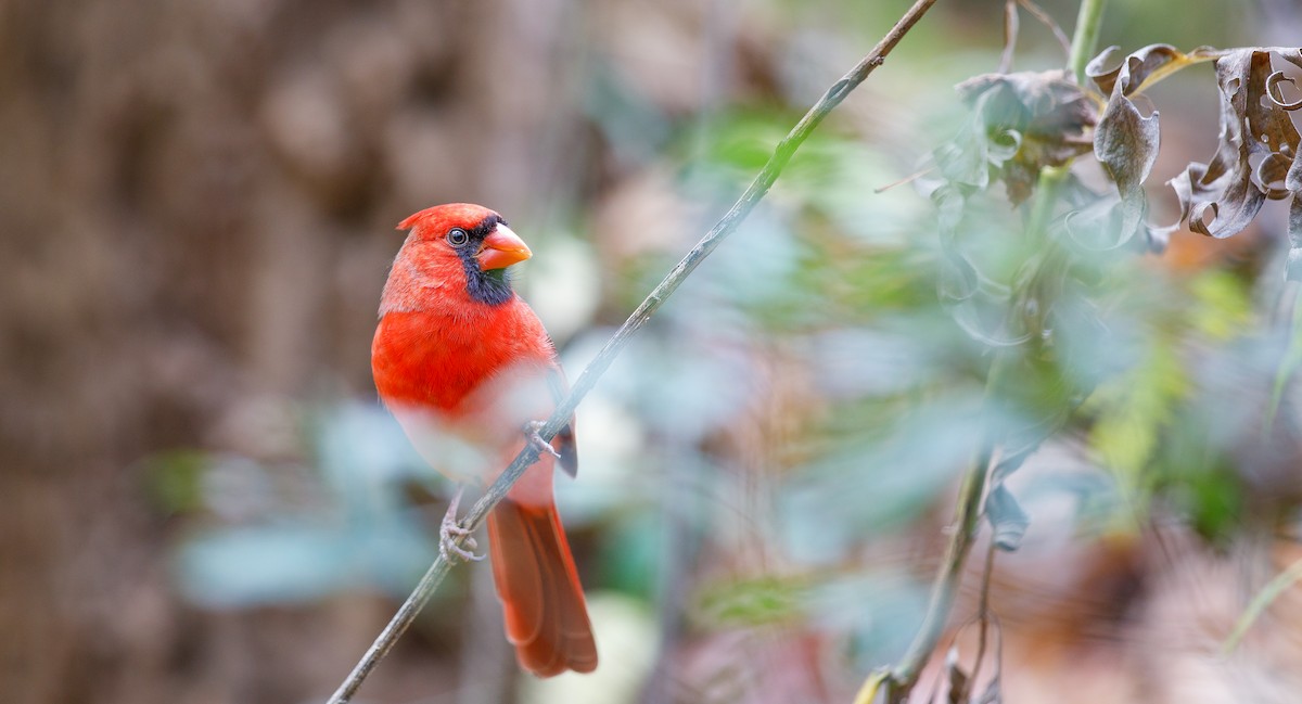 Northern Cardinal (Common) - ML625849339