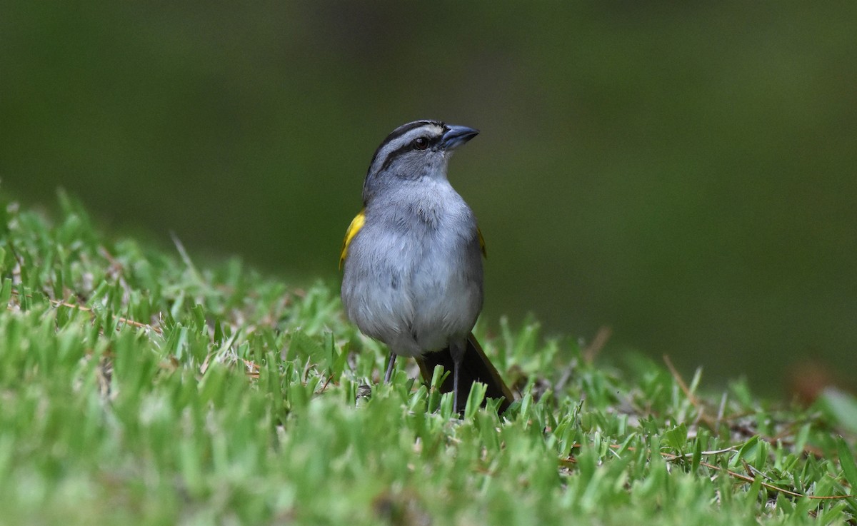 Black-striped Sparrow - ML62584941