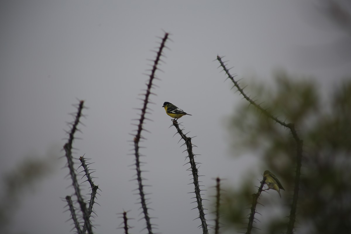 Lesser Goldfinch - ML625849421