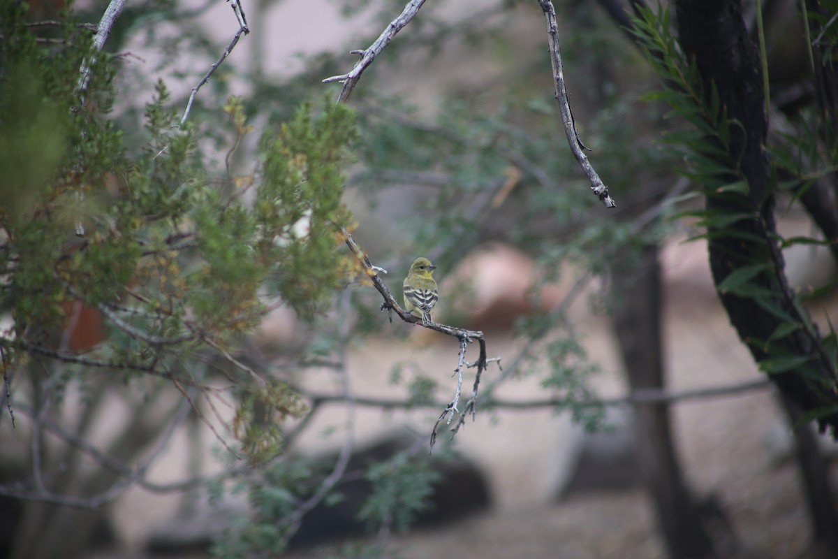 Lesser Goldfinch - ML625849422