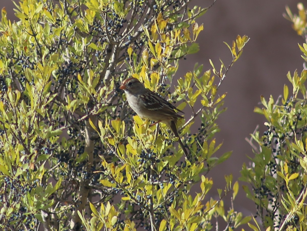 White-crowned Sparrow - ML625849456
