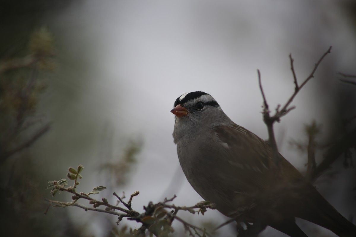 White-crowned Sparrow - ML625849458
