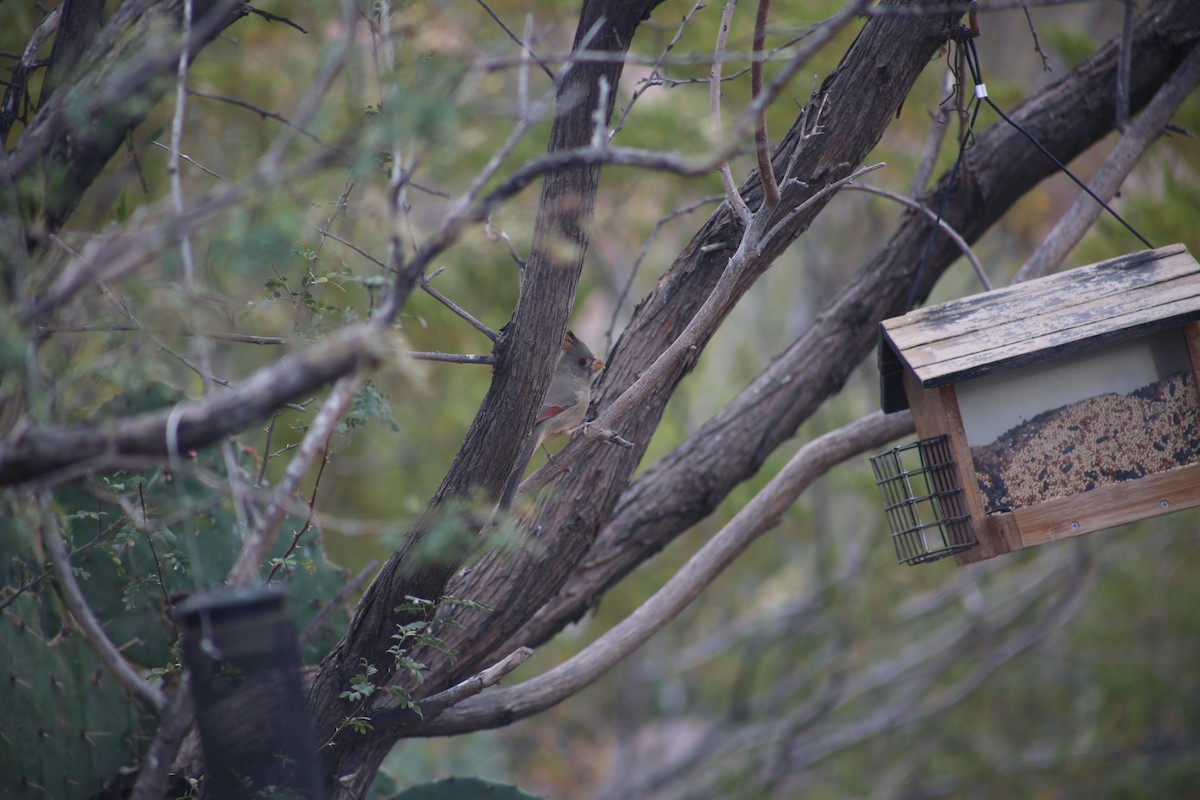 Pyrrhuloxia - ML625849467