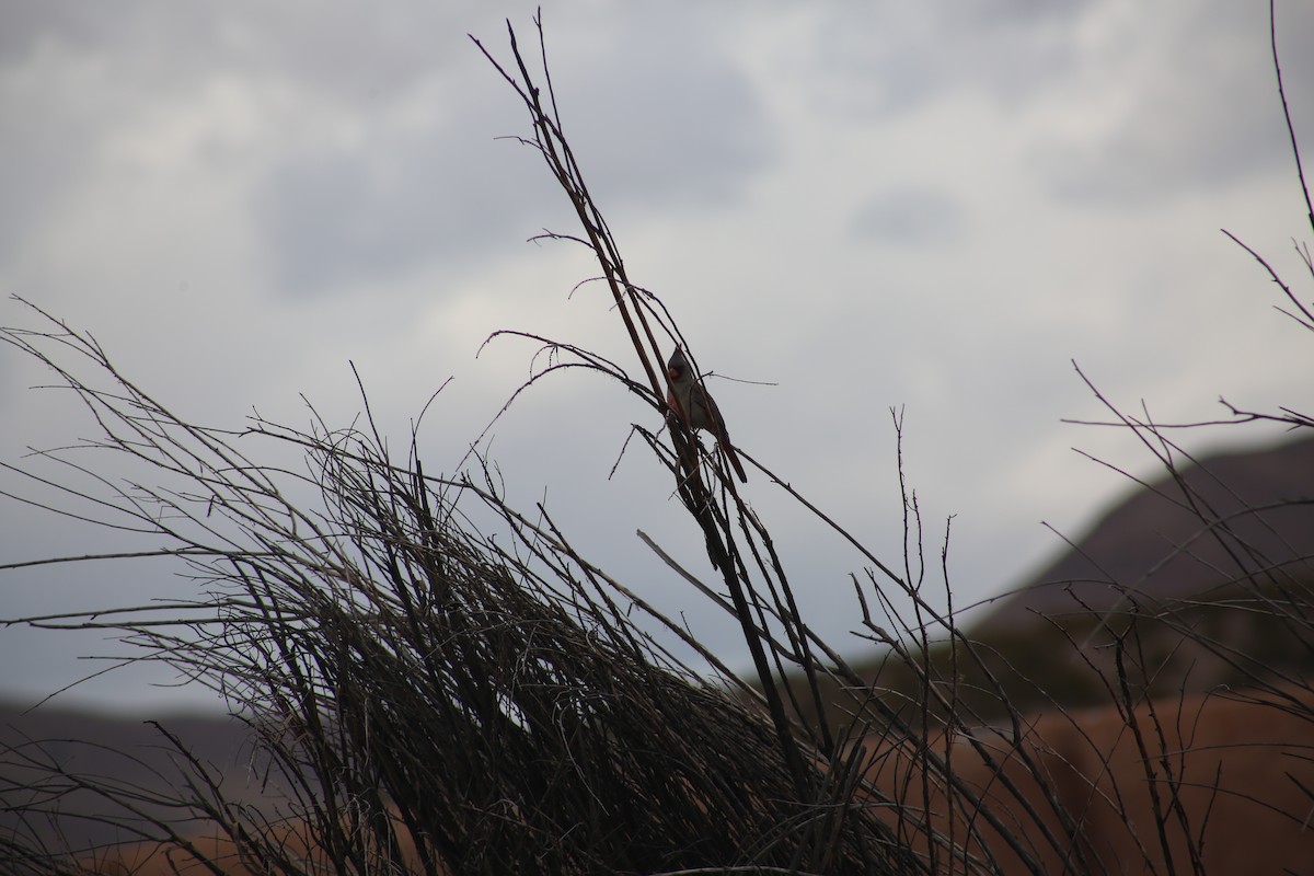 Pyrrhuloxia - ML625849468