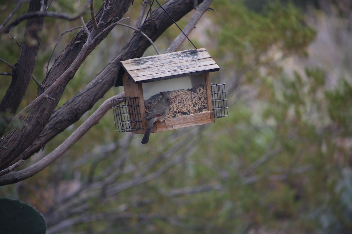 Pyrrhuloxia - ML625849469