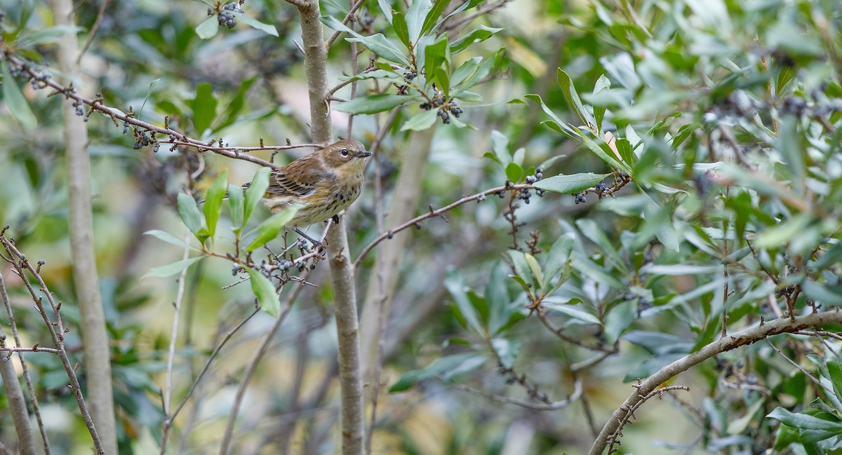 Yellow-rumped Warbler (Myrtle) - ML625849524