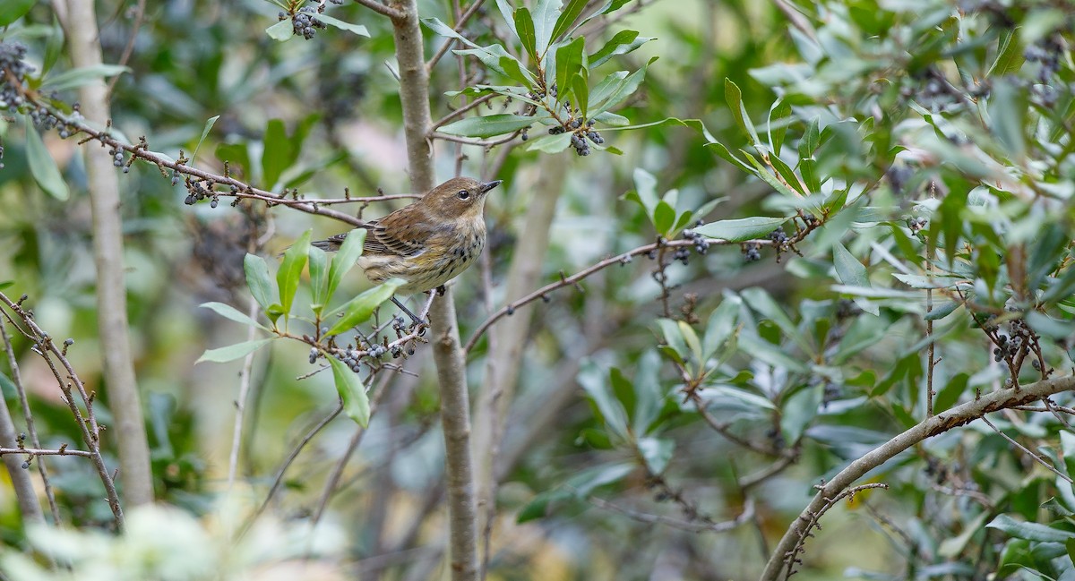 Yellow-rumped Warbler (Myrtle) - ML625849557