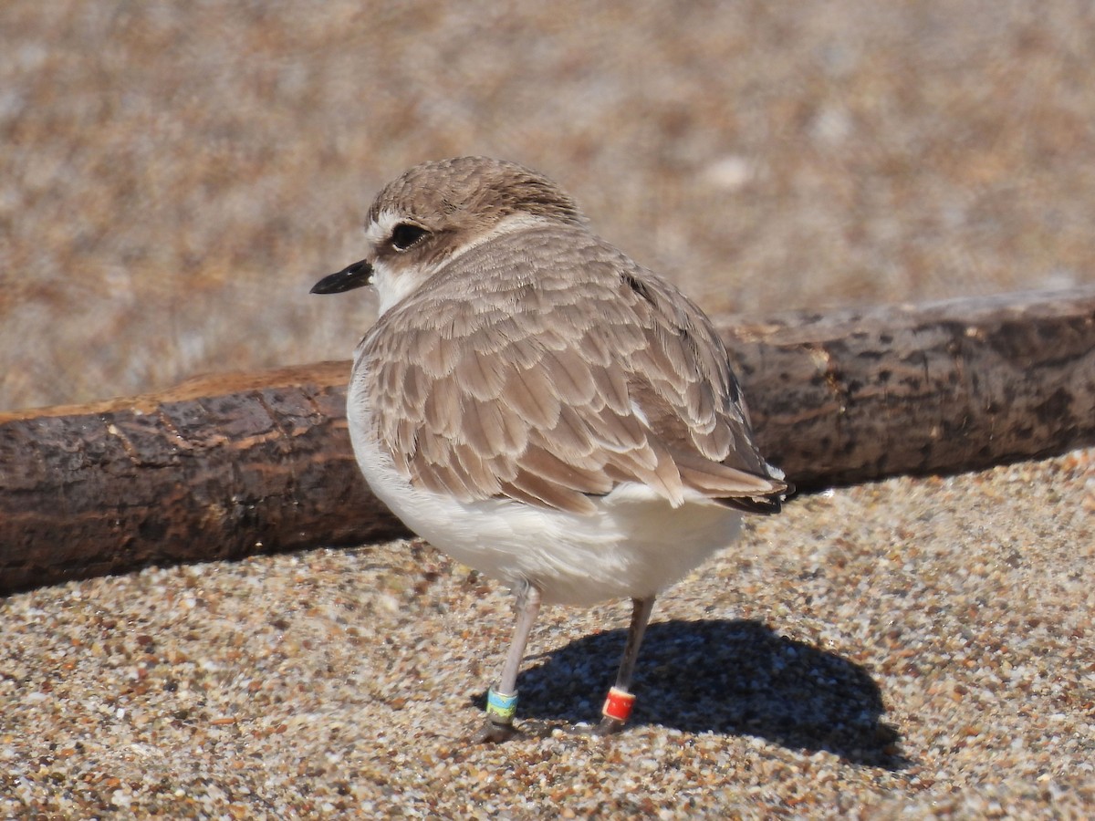 Snowy Plover - ML625849869