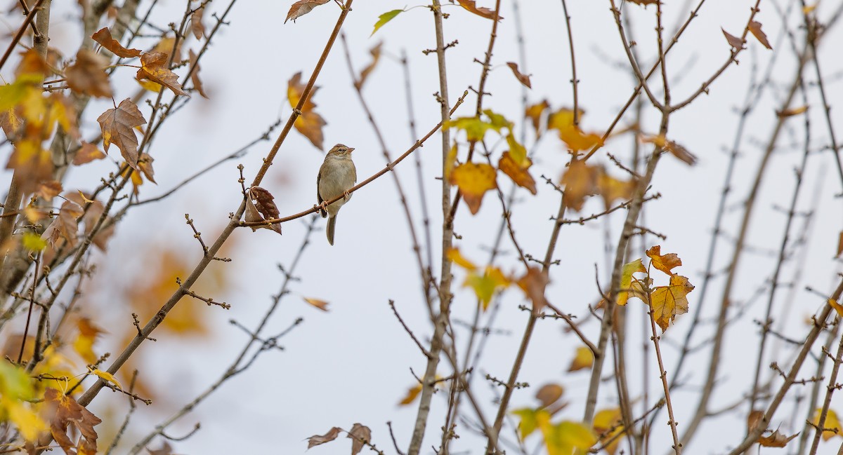 Chipping Sparrow - ML625849930