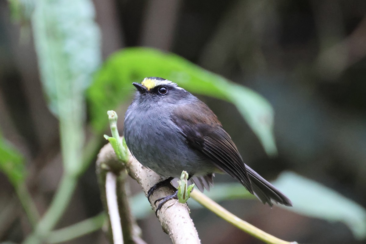 Crowned Chat-Tyrant - ML625850018