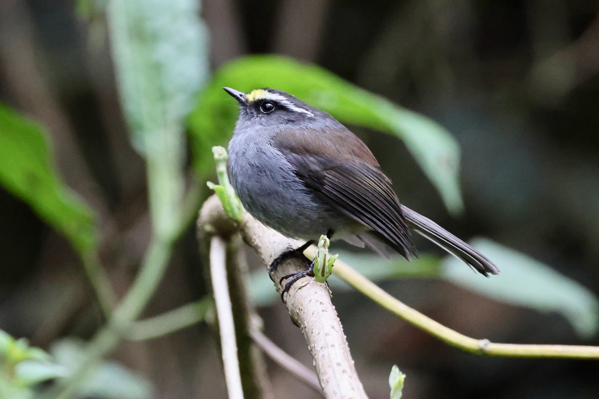 Crowned Chat-Tyrant - ML625850019