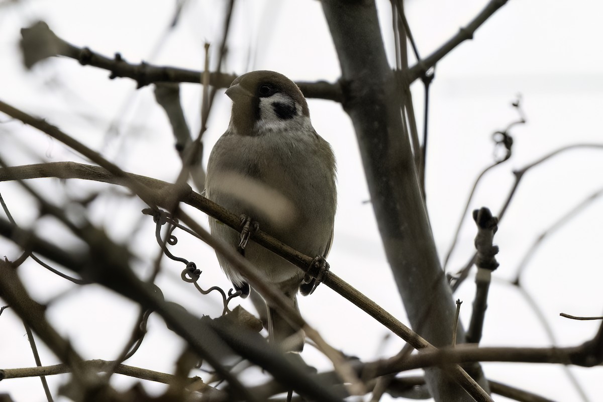 Eurasian Tree Sparrow - ML625850027