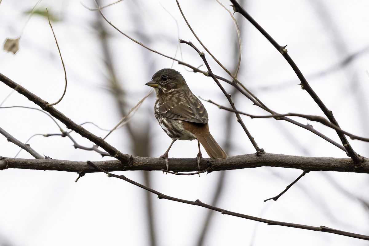 Fox Sparrow - ML625850042