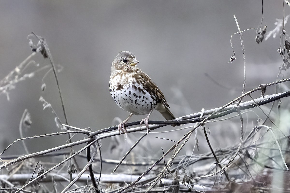 Fox Sparrow - ML625850044