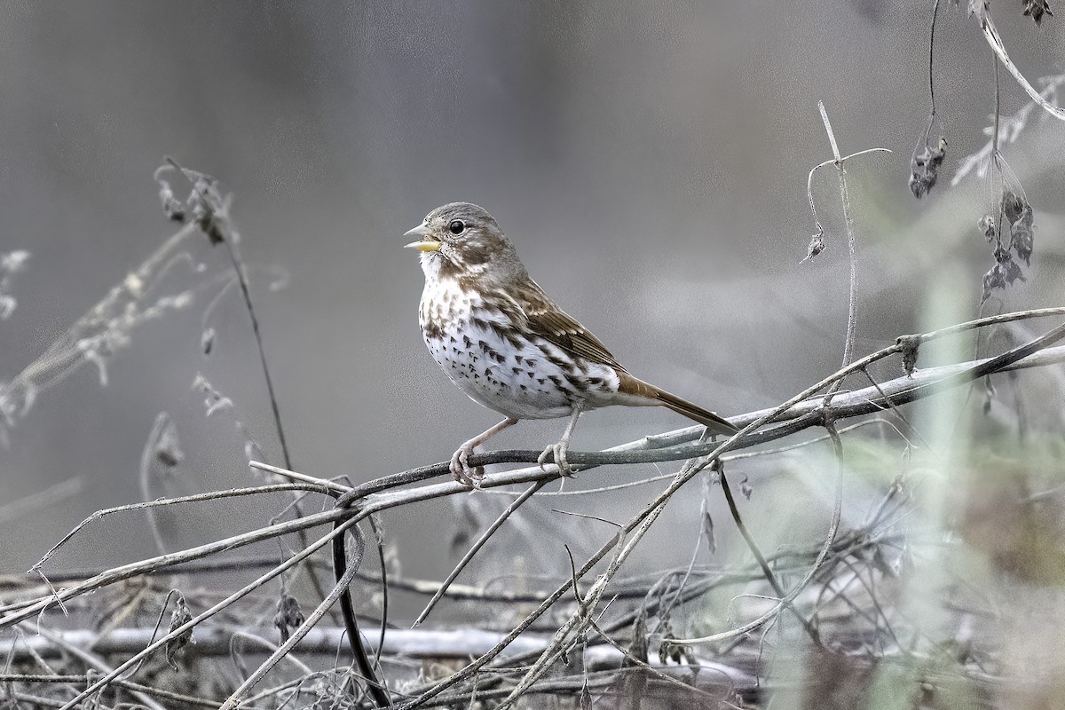 Fox Sparrow - ML625850047