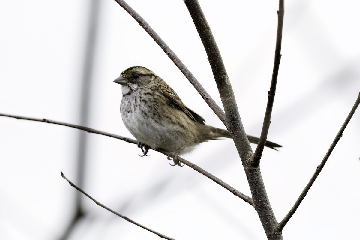 White-throated Sparrow - ML625850056