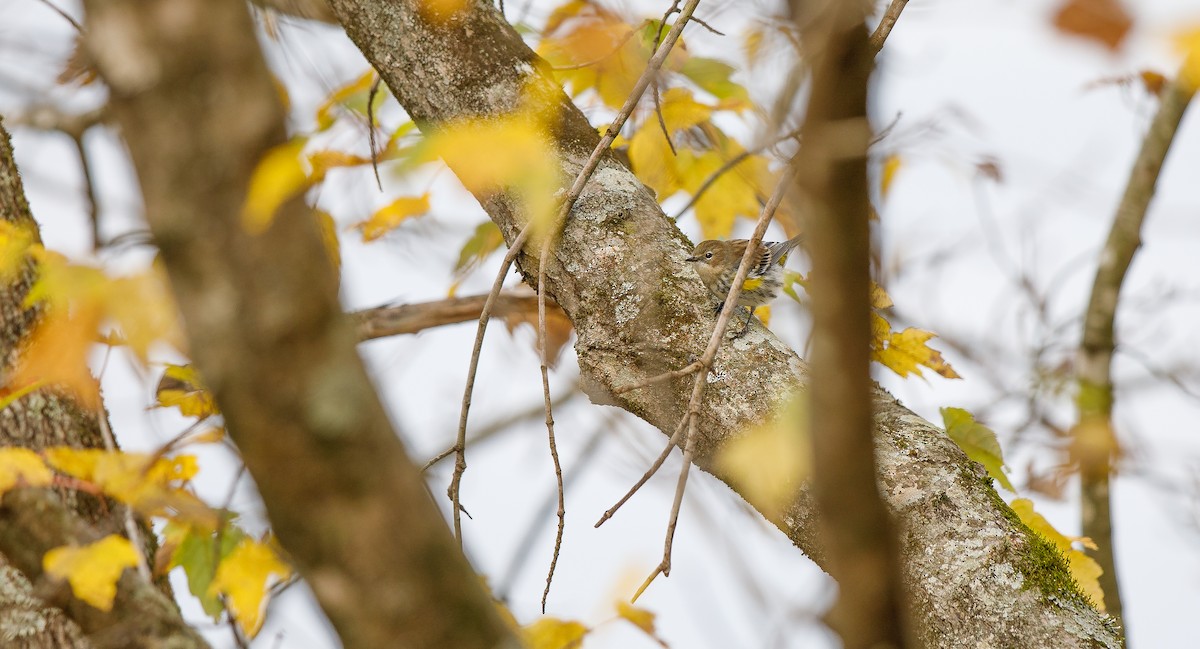 Yellow-rumped Warbler (Myrtle) - ML625850147