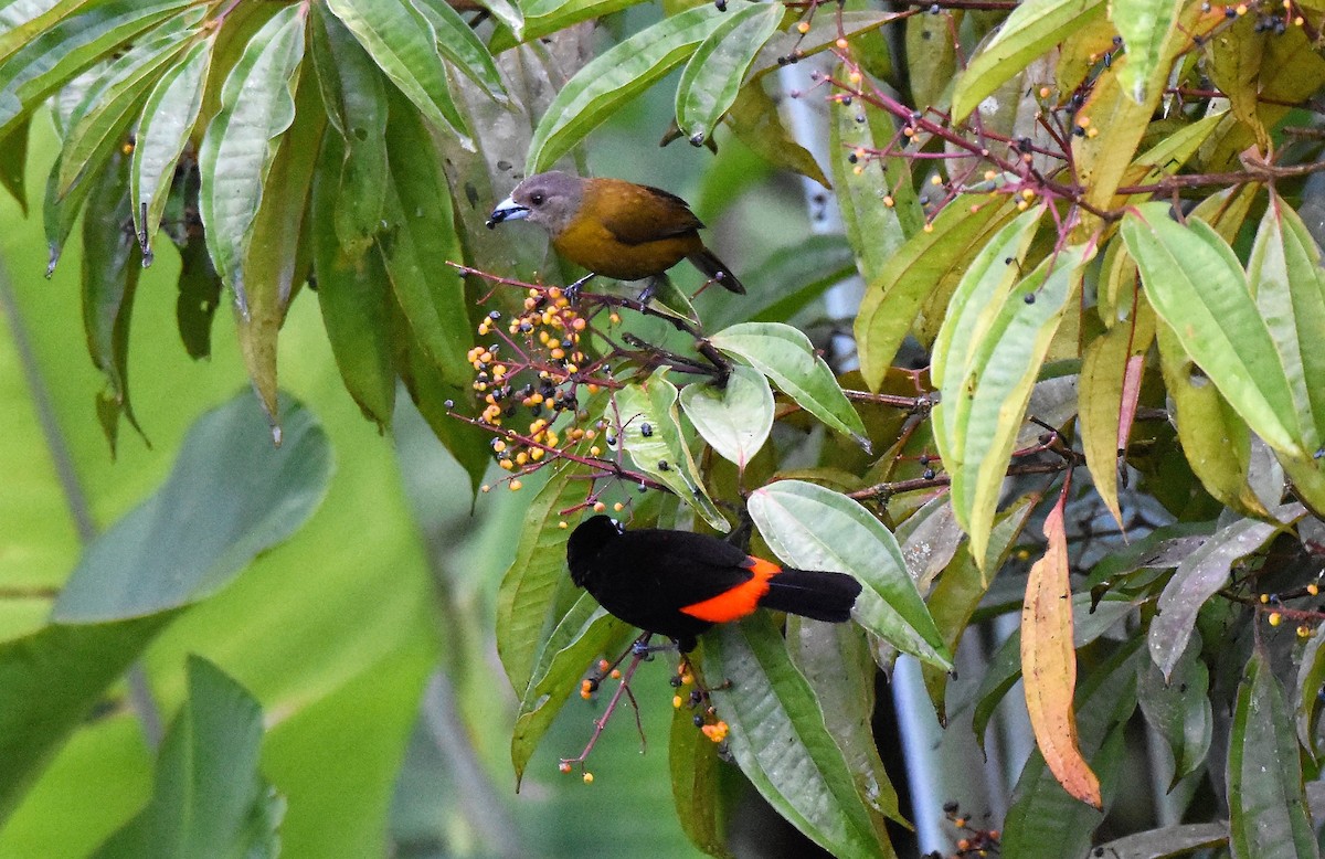 Scarlet-rumped Tanager (Passerini's) - ML62585031