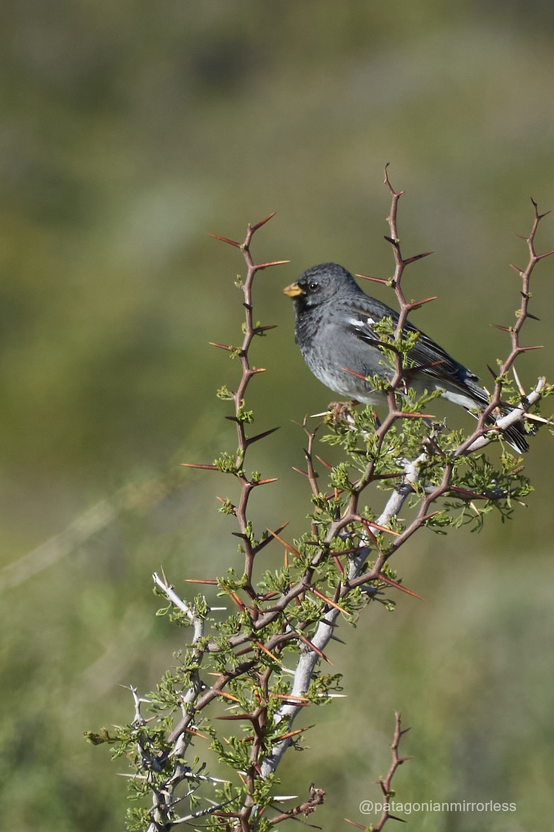 Mourning Sierra Finch - ML625850395