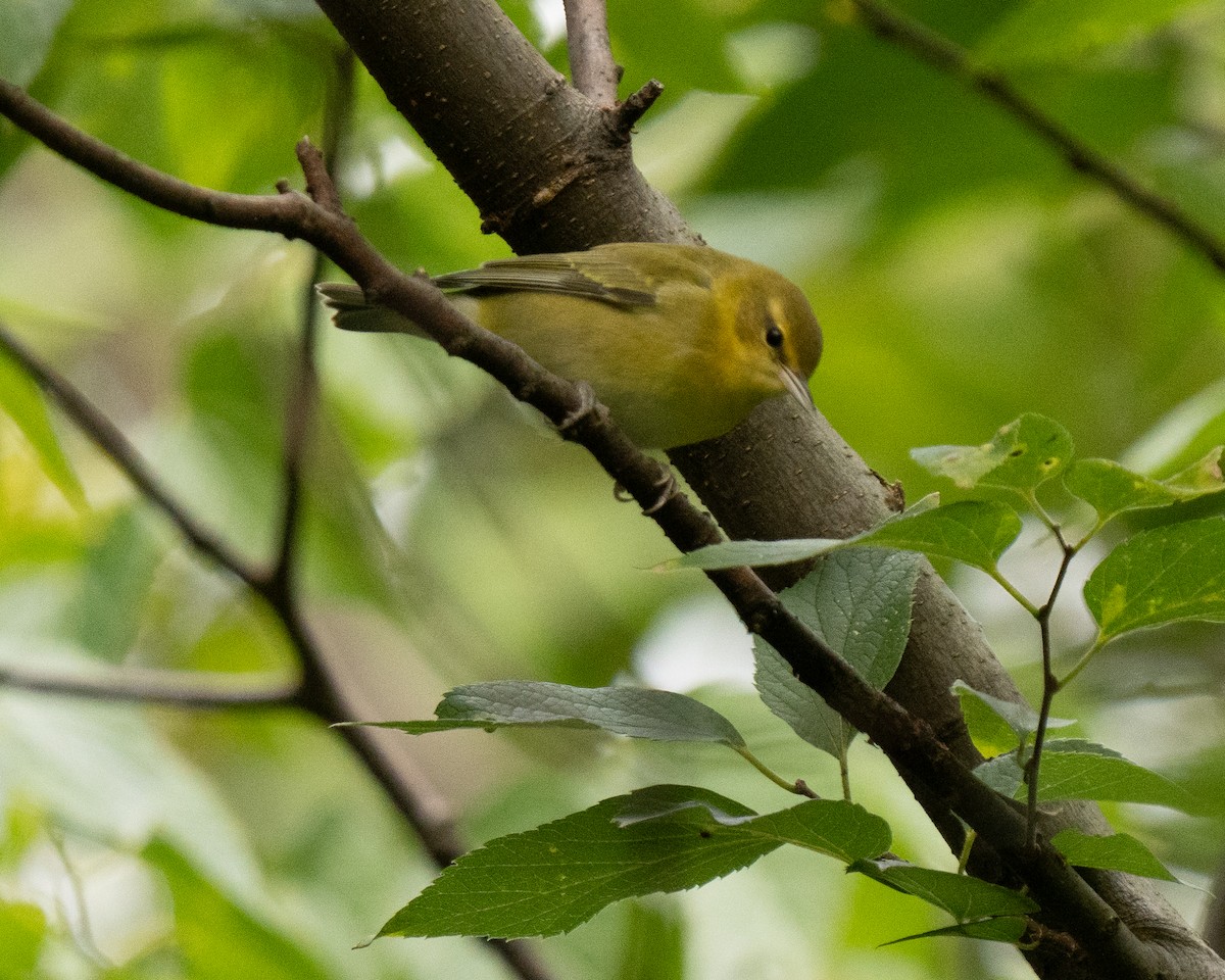 Tennessee Warbler - ML625850457