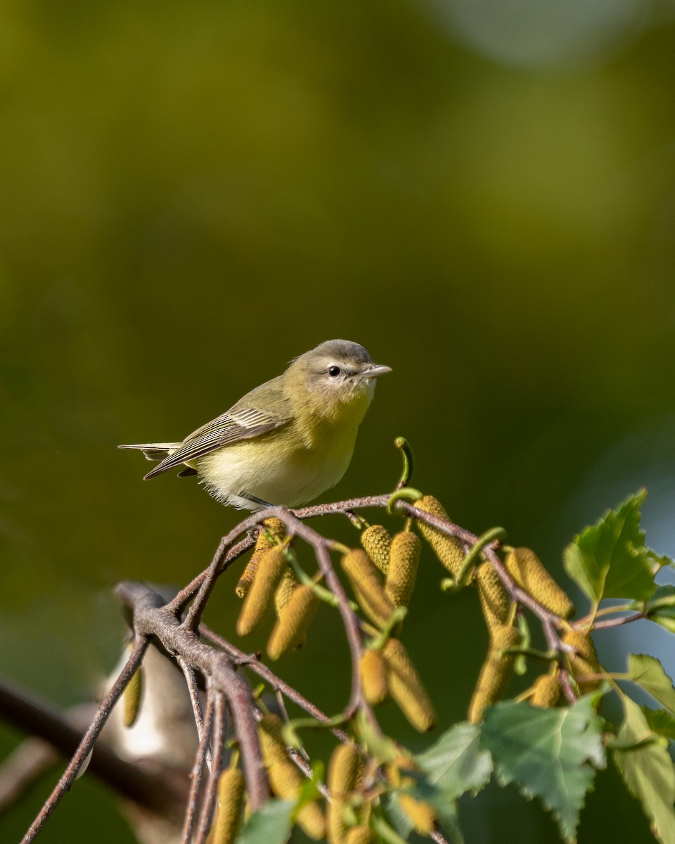 Philadelphia Vireo - ML625850545