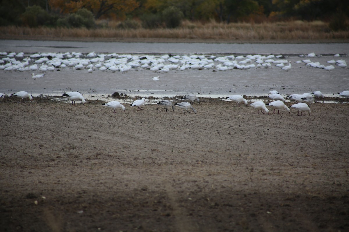 Snow Goose - ML625850613