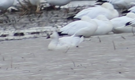 Ross's Goose - ML625850616