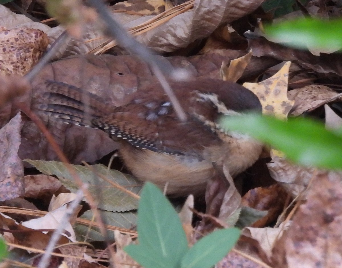 Carolina Wren - ML625850647