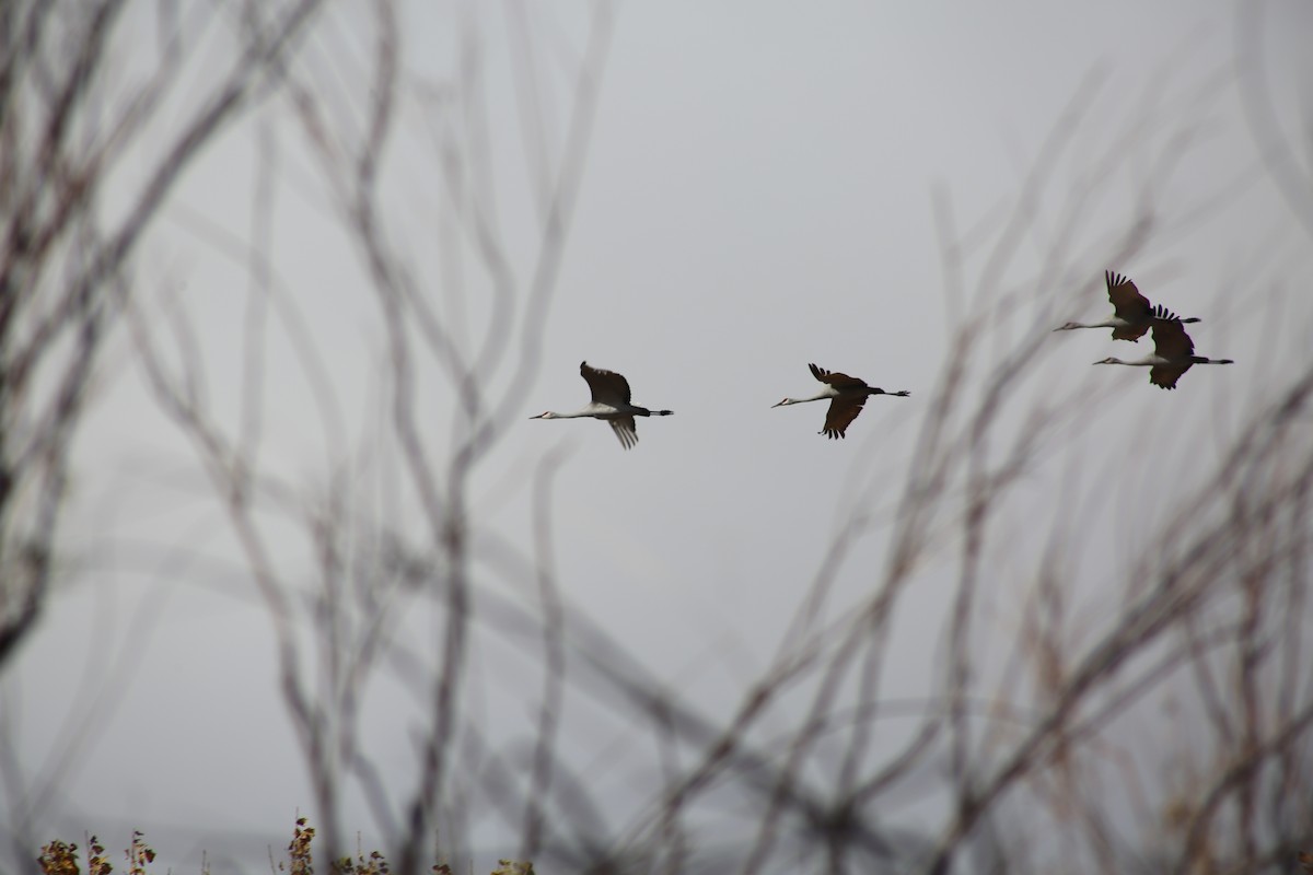 沙丘鶴 - ML625850649